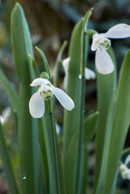Galanthus nivalis çiçek açtı