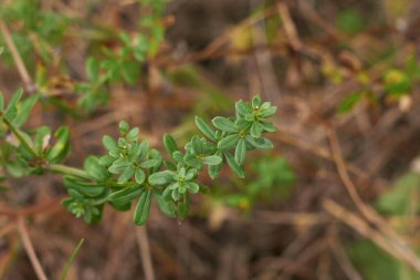 Galyum yumuşakçaları taze yapraklar 