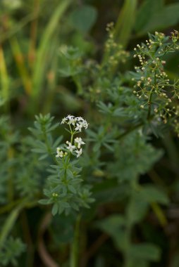 Galyum yumuşakçaları taze yapraklar 
