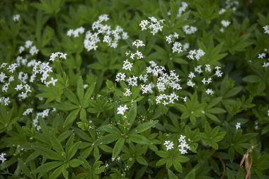 Galium odoratum Görünümü