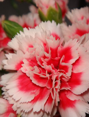 Dianthus renkli buketinin görüntüsü