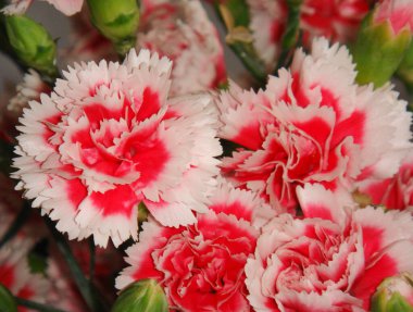 Dianthus renkli buketinin görüntüsü