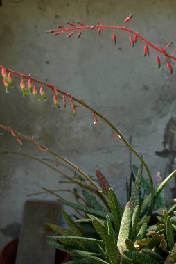 Gasteria carinata, yapraklar ve çiçekler kapanıyor