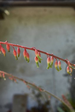 Gasteria carinata, yapraklar ve çiçekler kapanıyor