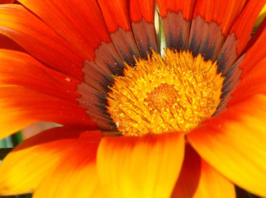 Gazania 'nın kırmızı ve turuncu çiçeği