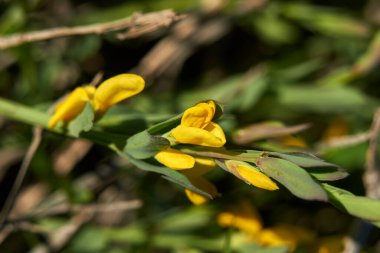 Genista Tinctoria sarı çiçekleri