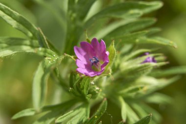 Sardunya disektum pembe çiçekler ve dokulu yapraklar.