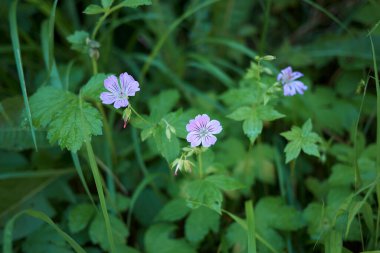 Sardunya nodosum mor çiçekleri
