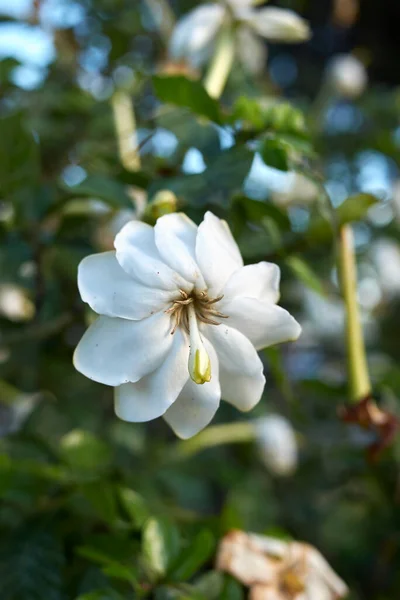 Gardenia thunbergia branch with flower