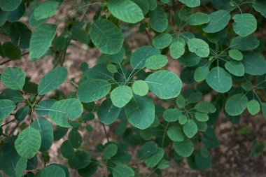 Cotinus coggygria taze yeşillik