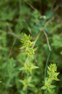 Cruciata laevipes yellow inflorescence