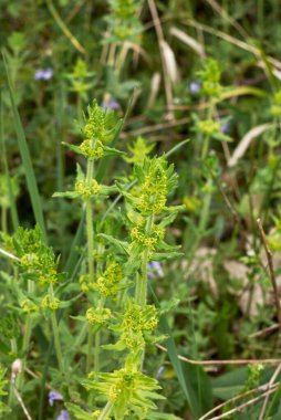 Cruciata laevipes yellow inflorescence