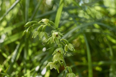 Epipactis helleborine orkidesi çiçek açtı