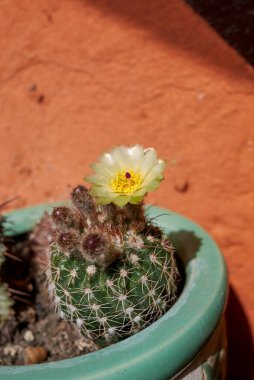 Sarı çiçekli Parodi concinna