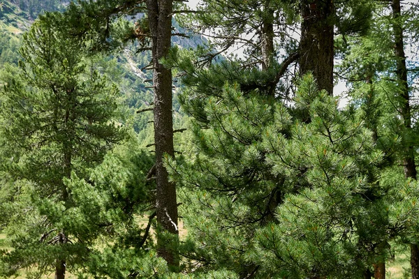 Pinus Cembra Vintergrönt Träd Schweiz — Stockfoto