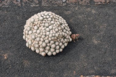 Mammillaria geminispina bitkileri kümesi