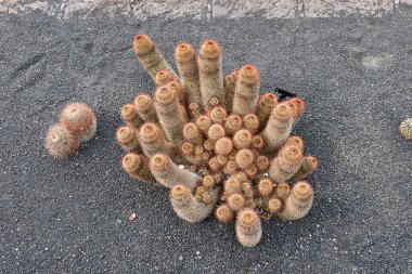 Çoklu fren Mammilaria kaktüsü.