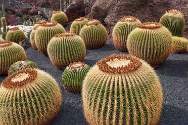 Echinocactus grusonii kaktüs bahçesindeki bitkiler
