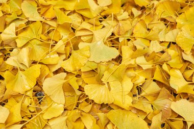 Ginkgo biloba Sonbaharda sarı yapraklar