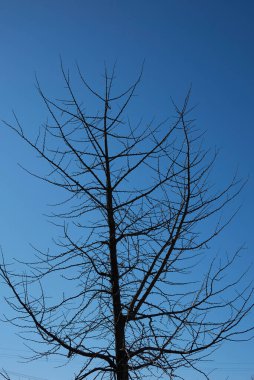 Kışın Ginkgo biloba ağacı