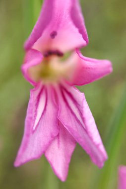 Gladiolus italicus pembe cilt bakımı