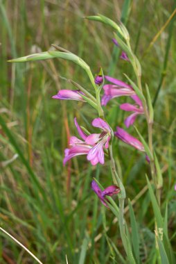 Gladiolus italicus pembe cilt bakımı