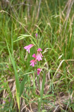 Gladiolus italicus mor cilt bakımı