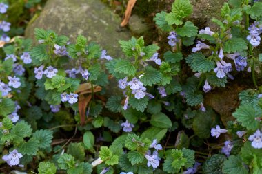 Glechoma hederacea bitkisinin manzarası