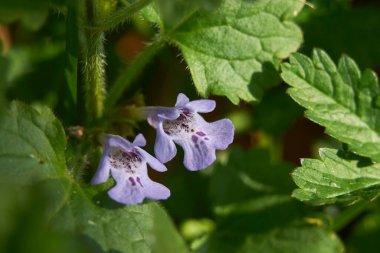 Glechoma hederacea bitkisinin manzarası