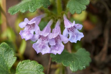 Glechoma hederacea bitkisinin manzarası