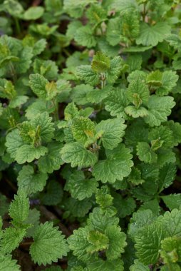 Glechoma hederacea bitkisinin manzarası