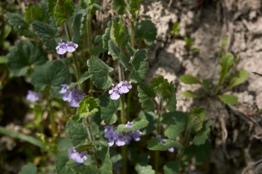 Glechoma hederacea çiçek açtı