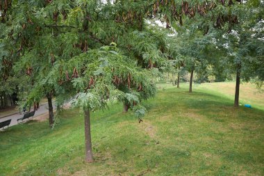 Gleditsia triacanthos inermis, yaprak ve meyve