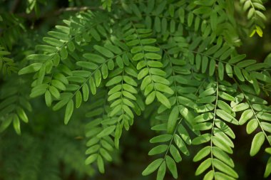 Gleditsia triacanthos ağacının taze yaprakları