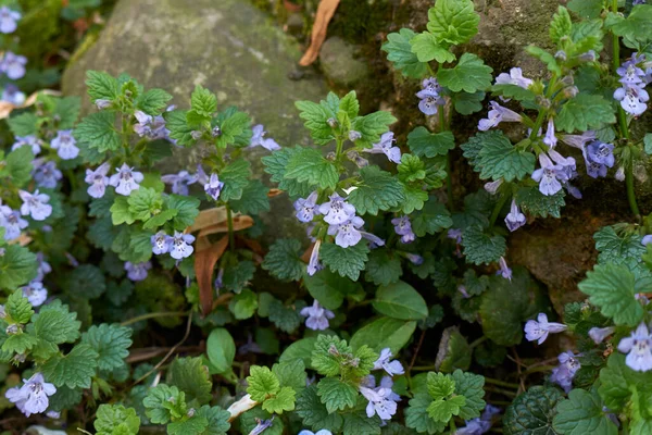 Glechoma hederacea bitkisinin manzarası