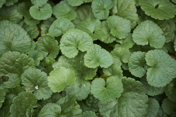 Glechoma hederacea bitkisinin manzarası
