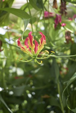 Gloriosa süperbası Güzel çiçekler