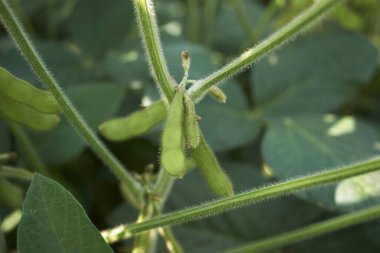 İtalya 'da soya fasulyesi hasadı