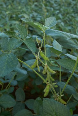 İtalya 'da soya fasulyesi hasadı