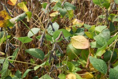 soya fasulyesi tarlası