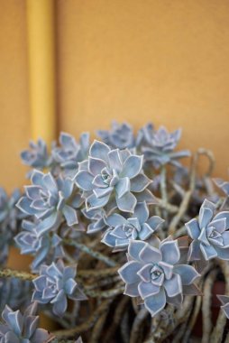Graptopetalum paraguayense gri yapraklar