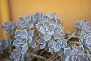 Graptopetalum paraguayense gri yapraklar