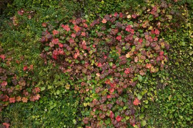 Dikey bahçedeki sardunya wlassovianum
