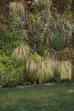 Baharda renkli yeşil duvar