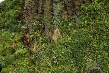 Baharda renkli yeşil duvar