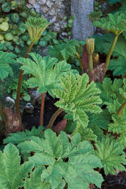 Topçu manikürü taze yapraklar ve kızıl kızıllık.