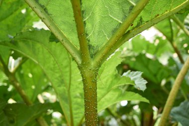 Gunnera tinctoria Taze yaprak ve çiçekler