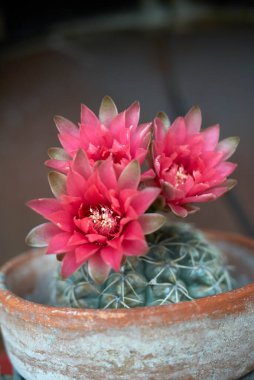 Çiçekli jimnastik salonu.