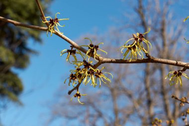 Hamamelis Virginiana Çalı 'nın sarı rengi