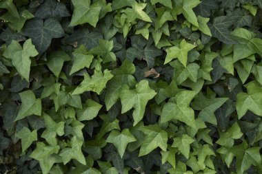 Hedera sarmal tırmanıcısının görüntüsü